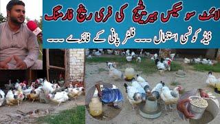 light Sussex heritage free range farming| Sussex farming in Pakistan |Lahore|sussex ki pehchan|F.F.H