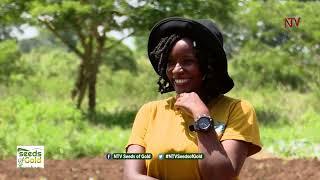 Discover the enthralling world of groundnut farming in Uganda | SEEDS OF GOLD