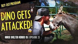 Horse Shelter Heroes S5E35 | Dino Gets Attacked!