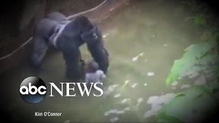 Criminal Probe Launched into Gorilla Incident at Cincinnati Zoo