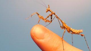 100 Day Praying Mantis Evolution