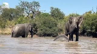 The Carers' POV of an Elephant Swim 