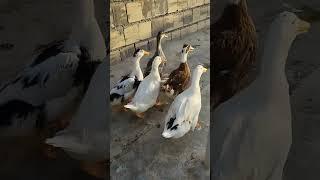 #duck #ducks #ordak ️