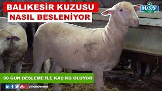 Balıkesir Kuzusu Nasıl Besleniyor | 90 Gün Beslemeyle Kaç Kg Oluyor