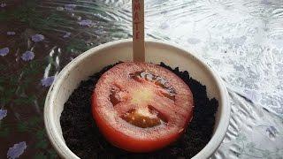 Como Plantar Tomate da (Forma mais Facil do Mundo)