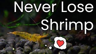 How To SAFELY Introduce Shrimp To A New Tank - Drip Acclimation Guide