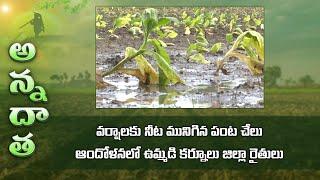 Heavy rain damage to crops in Kurnool | ETV