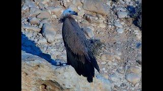 סוף עונת הנשרים 2023 Ending the 2023 broadcasting season from the Griffon Vultures breeding cliffs