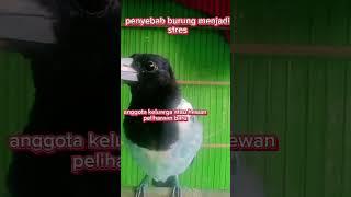 Penyebab burung menjadi stres #jagalpapua gacor