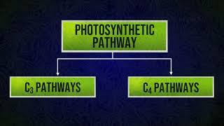 C3 and C4 Pathway | Photosynthetic Pathway | Hatch Slack Pathway | Mesophyll & Bundle Sheath Cells