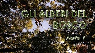 Gli alberi del bosco - Parte 1/3