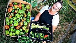 Preserve ALL the Peppers!  3+ Ways to Put Up the Harvest