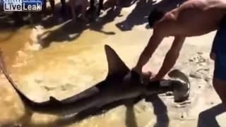 Hombre arrastra hasta la playa un tiburón martillo y da a luz a una camada de cachorros