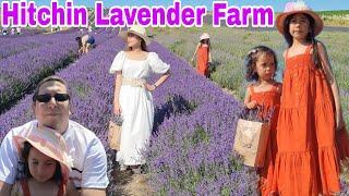 Beautiful Lavander Farm | Hitchin Hertfordshire