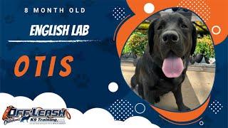 Watch Otis Shine: 8-Month-Old English Lab Mastering Off-Leash Training in OKC