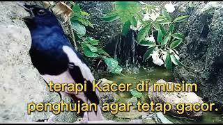 relaksasi/pancingan Kacer di saat musim hujan.