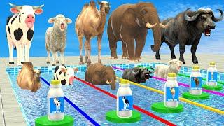 Don't Choose The Wrong Milk With Mystery Pool Challenge Elephant, Cow, Sheep, Camel, Buffalo Animal