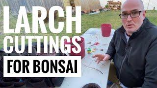 Larch Cuttings for Bonsai