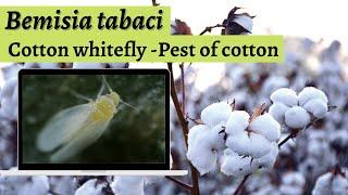 Bemisia tabaci - Cotton white fly