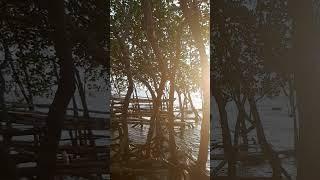 Mangrove dan Sumrise #mangrove  #sunrise