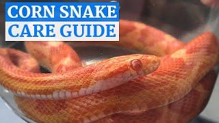 Corn Snake In-Depth Care Video