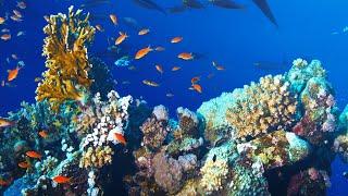 Marine Conservation in the Pacific Ocean - The Economist featuring Greg Stone