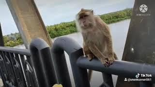 monyet d jembatan seruyan, kuala pembuang