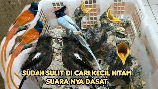 SUDAH SULIT DI CARI KECIL HITAM SUARA NYA DASAT