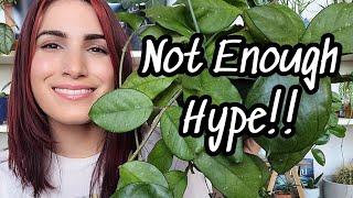 NOT ENOUGH HYPE!!  5 Plants That Don't Get Enough Love!! underrated plants in my collection 🪴