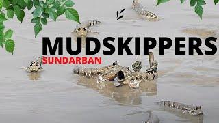 MUDKIPPERS AT SUNDARBAN || SEA BEACH OF SUNDARBAN|| EXPLORE WORLDWIDE||