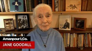 Jane Goodall Talks Environmental Degradation and Pandemics | Amanpour and Company