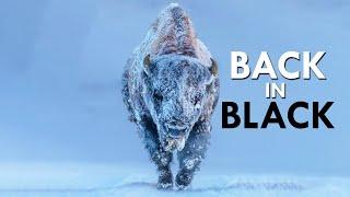 Bison: Survivors Of Extinction