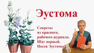 Эустома, секреты посева или как вырастить эустому на подоконнике панельного дома