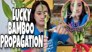 MY SECRET TO A SUCCESSFUL LUCKY BAMBOO PROPAGATION