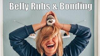 How to Bond and Build Trust with your Hedgehog | Belly Rubs (Tutorial)