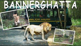 Bannerghatta National Park Safari |Hindi |Butterfly Park | zoo| Day Trip |18 Lions & Tigers spotted