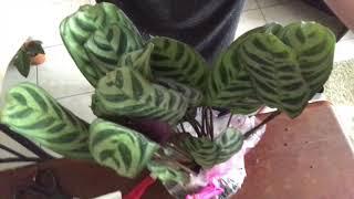 eBay Houseplant Unboxing | Ctenanthe & Stromanthe