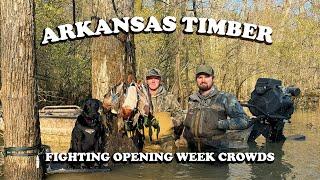 Arkansas Timber Duck Hunting