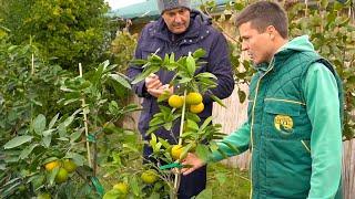 Citrus fruits - Fruiting mother trees, fertilization, young fruit tree production - MAVM nursery