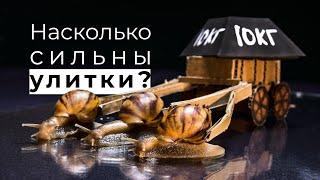 ЭКСПЕРИМЕНТ: КАКОЙ ВЕС СПОСОБНЫ ВЕЗТИ УЛИТКИ?