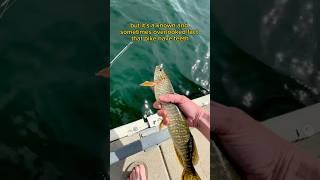 This is called a northern pike #fishingvideo