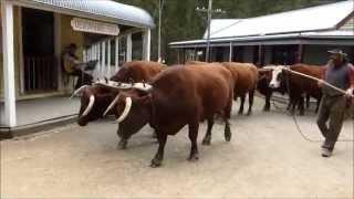 Spectacular Bullock Show Timbertown Wauchope NSW