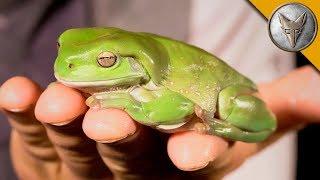 My BIG FAT Green Tree Frog!