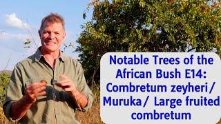 Notable Trees of the African Bush E14: Combretum Zeyheri/Muruka/Large Fruit Combretum