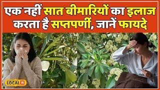 Saptaparni Tree Benefits: इस पौधे से होता है कई बीमारियों का इलाज! Corona में भी कारगर | #local18