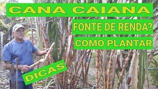 PLANTAÇÃO DE CANA CAIANA - DICAS