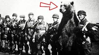 Meet the Bear Who Fought the Nazis and Won