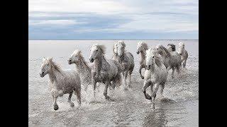 National Geographic Documentary - Horses - Amazing Story about this wonderful creature!