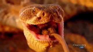 Красота змей
