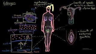 What happens if a male takes #Estrogen?